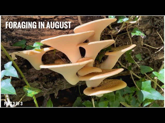Foraging in August - UK Wildcrafts Foraging Calendar (Part 3 of 3)