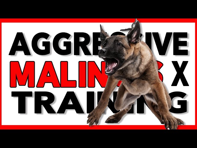 Aggressive Malinois Dutch Shepherd Training - No Prong Collar, No ECollar