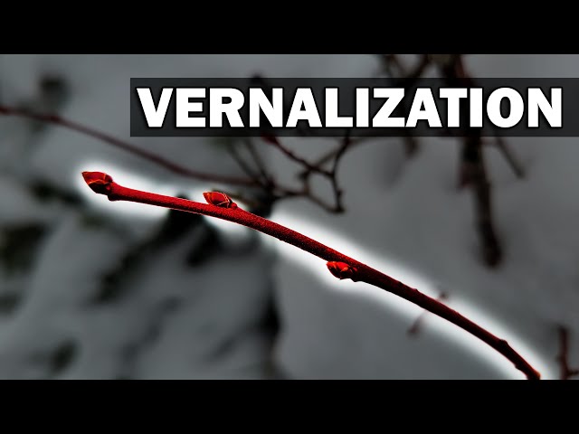 Vernalization - Garden Quickie Episode 34
