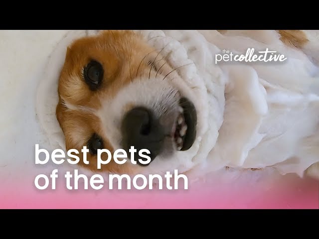 Best Pets of the Month: November 2019 | The Pet Collective