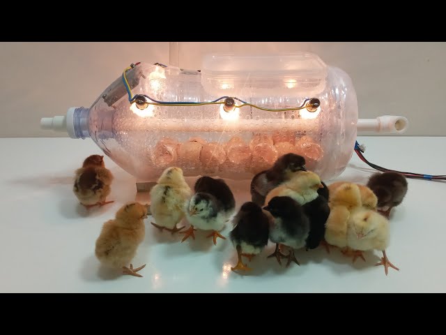 How to make an incubator from bottles at home | كيفية صنع حاضنة من الزجاجات في المنزل