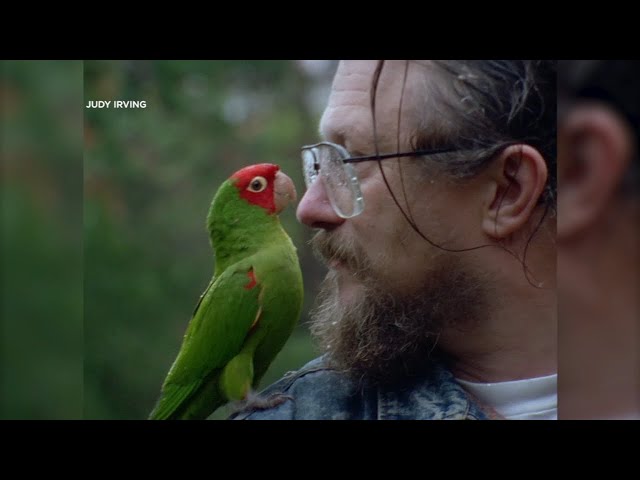 Documentary on San Francisco man's relationship with flock of wild parrots returns to theaters