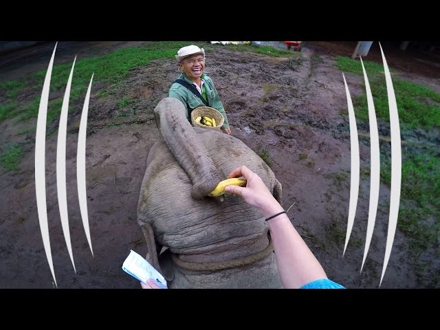 Binaural Baby Elephant Ride - The Sound Traveler
