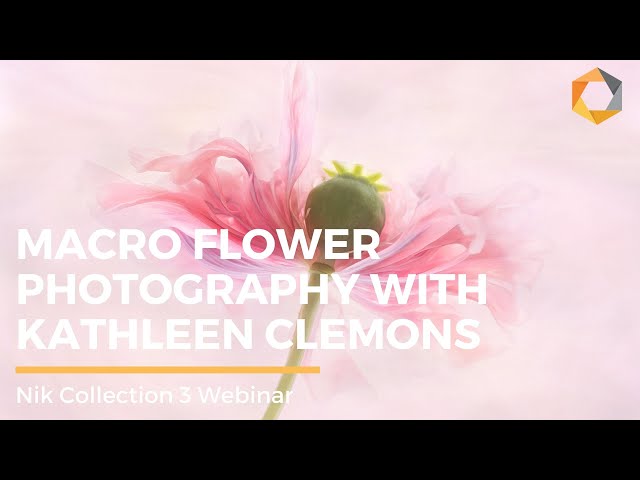 Macro Flower PhotographyTutorial using the Nik Collection 3 by DxO