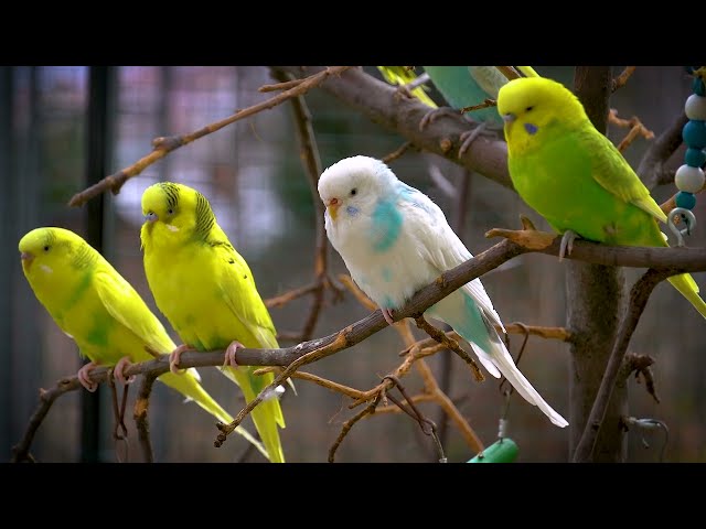 Budgie Sounds for Lonely birds on windy and rainy day