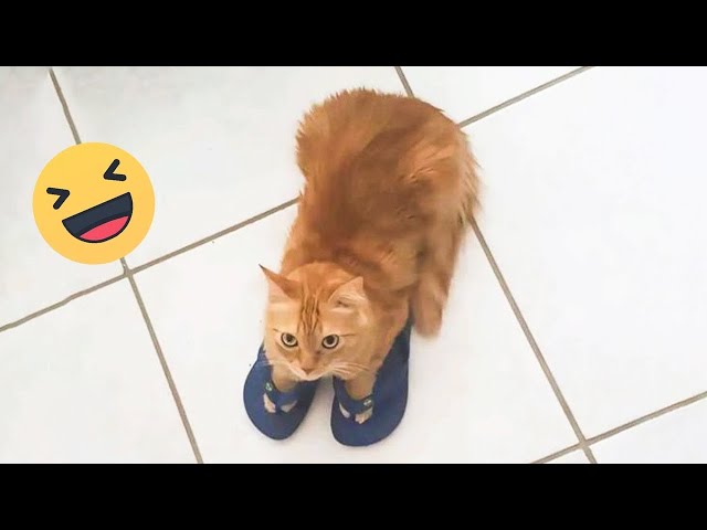 Funniest Cats 2024 🤣 Best Funny Cats Videos Of The week 😻08