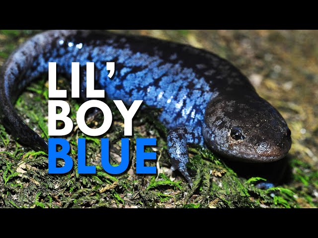Blue Spotted Salamanders Have A Unique and Stinky Defence