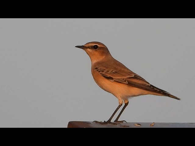 Ptice Hrvatske - Sivkasta bjeloguza (Oenanthe oenanthe) (Birds of Croatia -  Wheatear) (1/1)