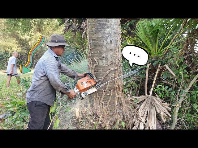 Amazing Palm Tree Felling, Cutting And Sawing Skills With Chainsaw STIHL MS070