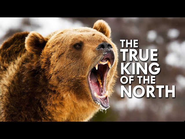 Grizzly Bear: The True King of the North