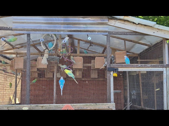 1 hour of Budgies Playing Singing and Talking in their Aviary!