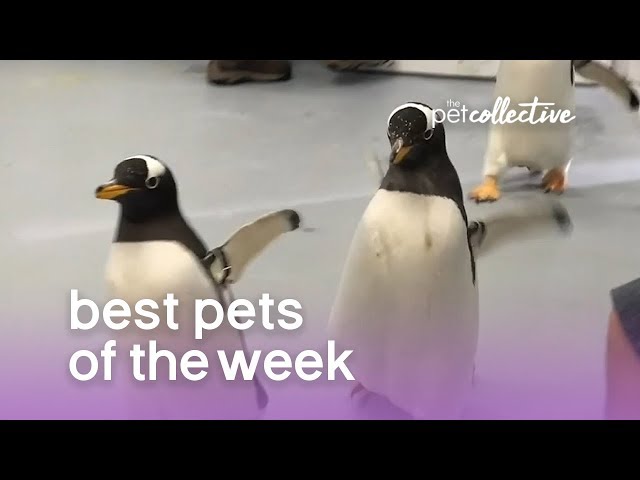 Best Pets of the Week - Playful Penguins | The Pet Collective