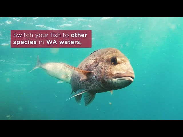 Boosting West Coast demersal scalefish stocks