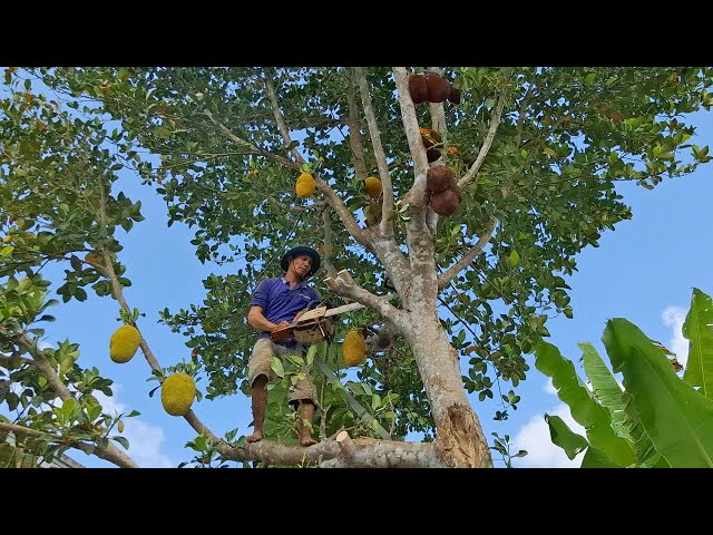 Cưa cây Mít còn nhiều trái / Sawing the Jackfruit tree still has many fruits | T603