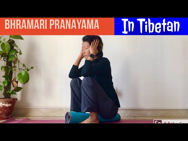 bhamari pranayama (it’s 2 technique and  benifits)