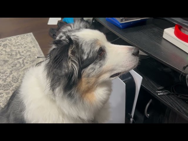Dog Reacts to Himself Borking. Borks again!