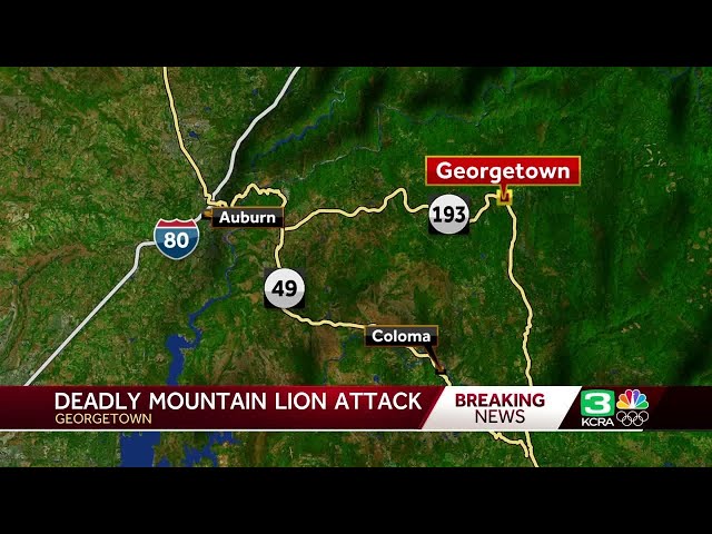 21-year-old killed by mountain lion in El Dorado County, 18-year-old brother severely injured