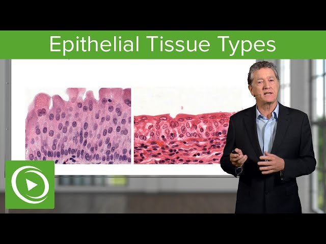 Epithelial Tissue: Sections & Functions  – Histology | Lecturio