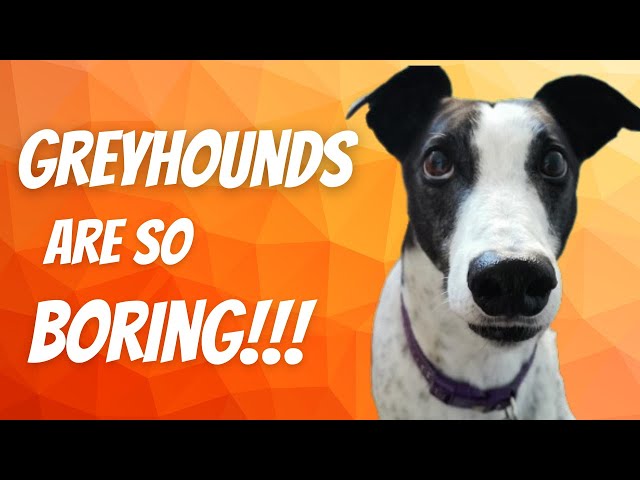 Don't get a Greyhound! They're boring!