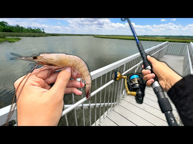 Eating Whatever I Catch.. Dock Fishing and Crabbing (Catch and Cook)