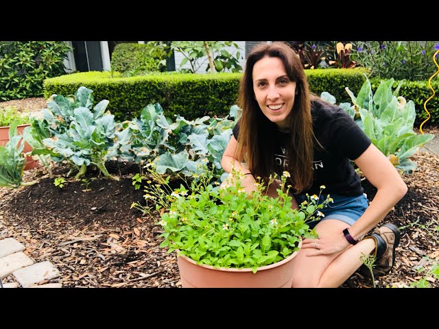 Native Companion Planting for your Vegetable Garden | Florida Native Plants