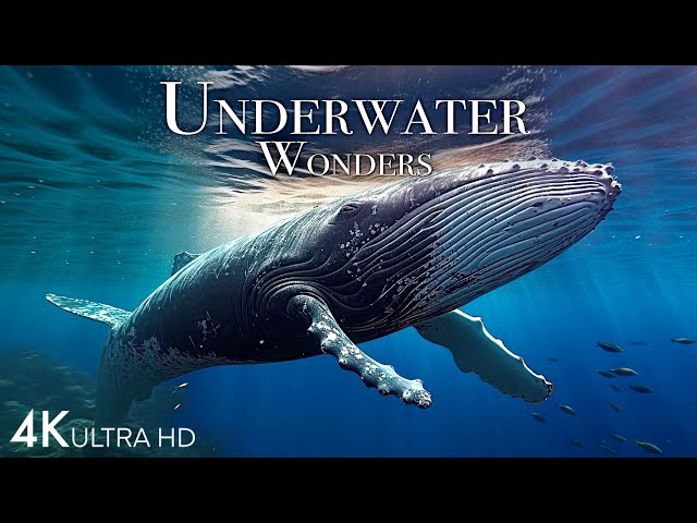 Underwater Wonders 4K -  Incredible Colorful Ocean Life | Marine Life | Scenic Relaxation Film