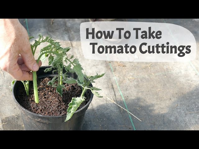 How To Take Tomato Cuttings From Side Shoots