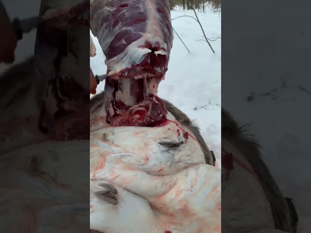 Skinning a Whitetail Buck! Part 2: Finishing touches