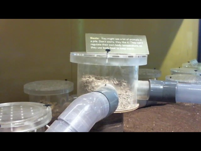 Naked Mole Rat Live Stream at Liberty Science Center