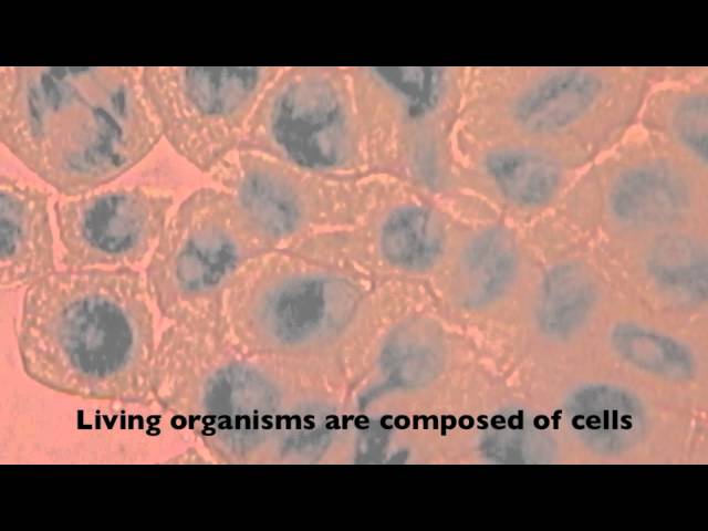 1.1 According to cell theory, living organisms are composed of cells
