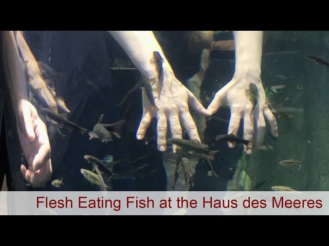 Flesh eating fish at the Haus des Meeres