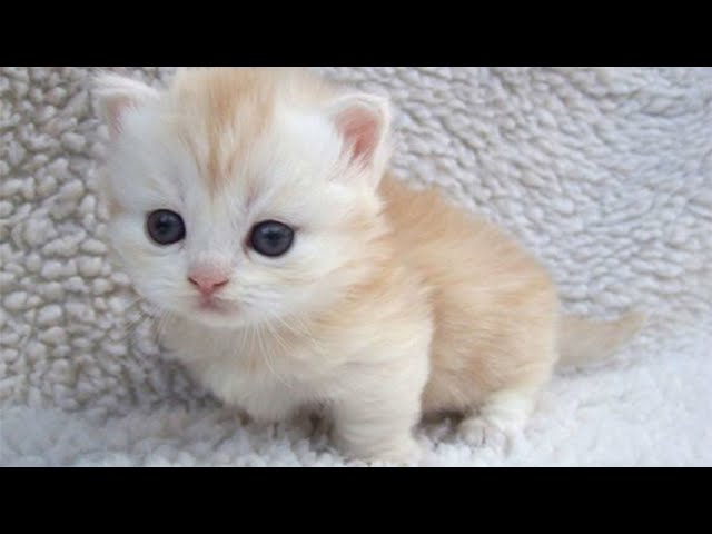 Funny Baby Animals Compilation - Cutest Baby Animals Ever