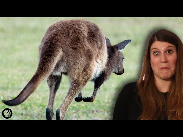 Could Kangaroo Farts Curb Global Warming?