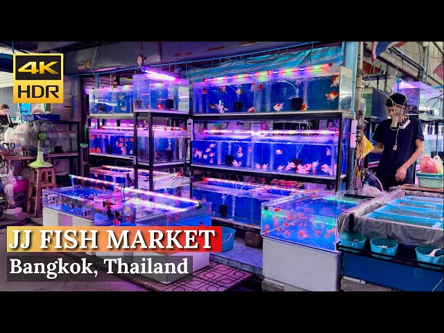[BANGKOK] Chatuchak Fish Market "The Largest Fish Market In Bangkok"| Thailand [4K HDR Walking Tour]
