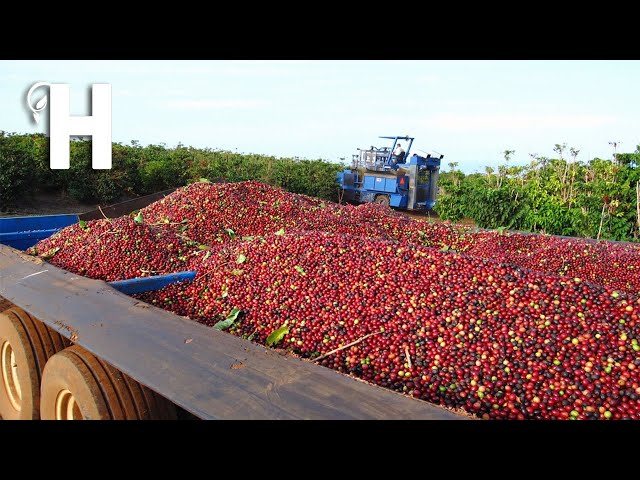 Harvest Billions of Coffee - Modern Coffee Farming, Processing  - Agriculture Technologies