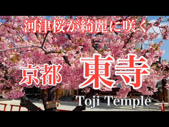 2024年3月3日 河津桜🌸の咲く京都東寺を歩く Walking around Toji Temple in Kyoto 【4K】
