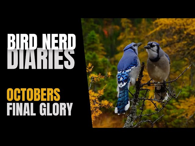 October's Final Glory | Bird Nerd Diaries
