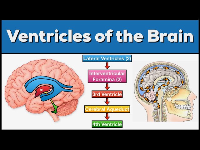 Ventricles of the Brain: Anatomy and Cerebrospinal Fluid (CSF) Circulation