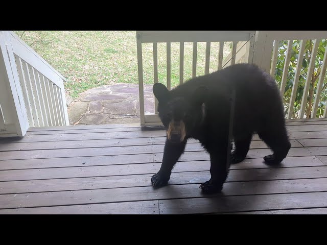 First Bears of the Year!