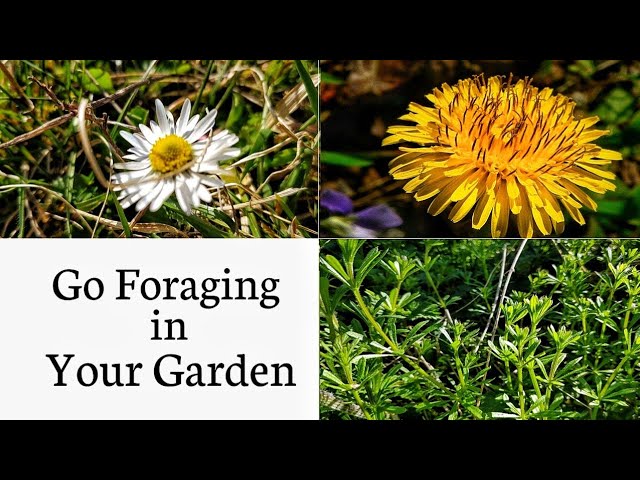 Go Foraging in Your Garden!
