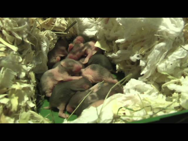 Hamster Babies - 5 days old