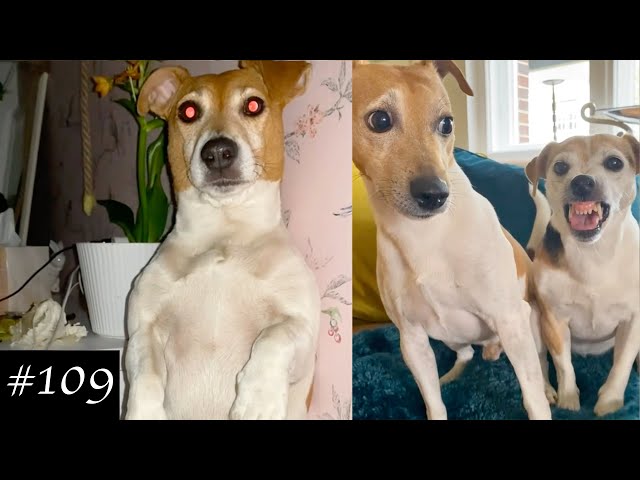 Jack Russell Terrier Compilation | What Is Wrong With Them?