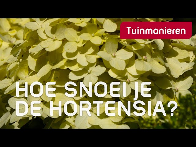 Hortensia snoeien op drie manieren | Tuinmanieren