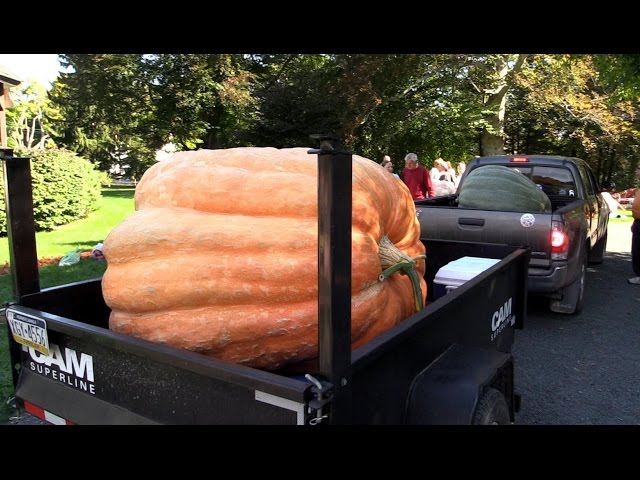 Riesenkürbis - Ridgefield's Annual Giant Pumpkin