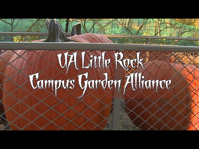 Pumpkin Carving at UA Little Rock Garden