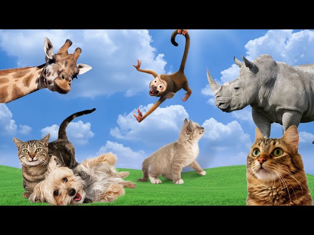 Cat World - Collection Of Cute Moments Of Cats, Adult Cats, Kittens - Cat Sounds