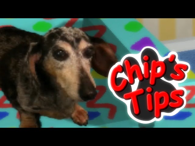 A BLUES CLUES FMV HORROR GAME WHERE YOU CAN PET THE DOG!!!! | Chip's Tips