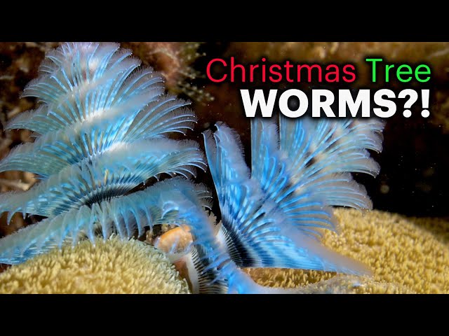 Meet the Marvelous Christmas Tree Worm