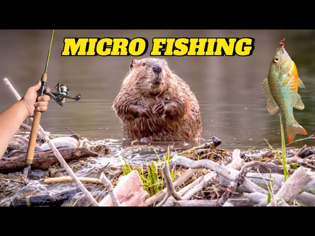 MICRO FISHING BEAVER PONDS