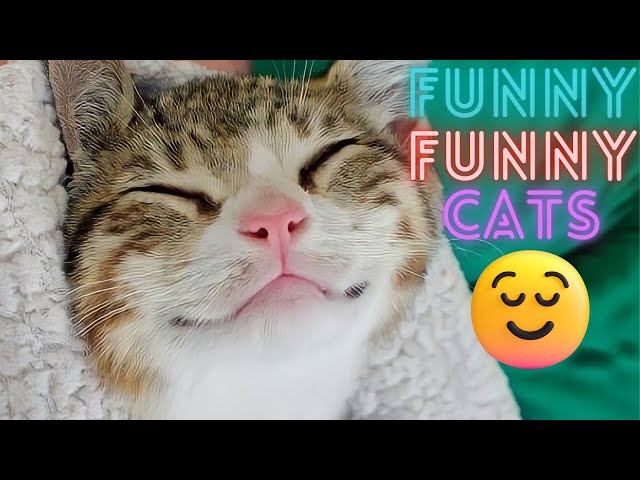 2 HOUR BEST FUNNY CATS COMPILATION 2023 😂| The Best Funny And Cute Cat Videos 7 !😸 😸
